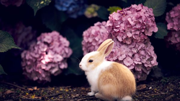 Самые красивые кролики