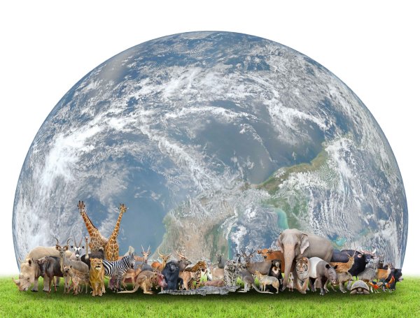 Земной шар с животными