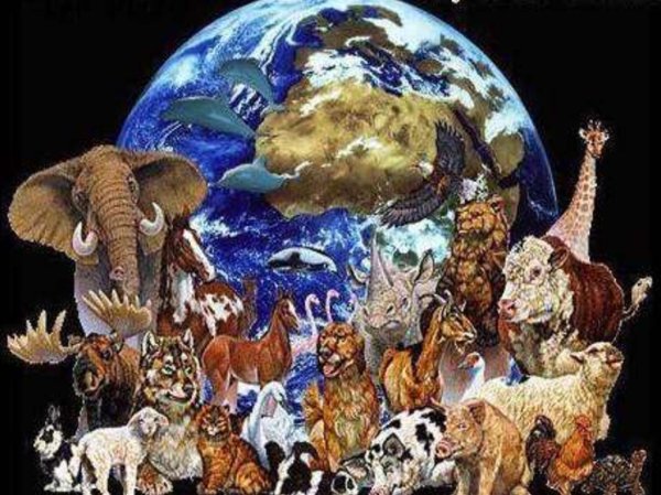 Животные планеты земля