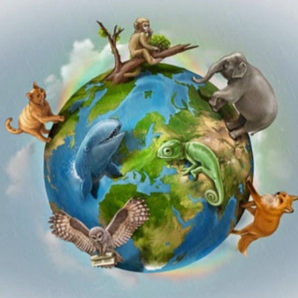 Животные планеты земля