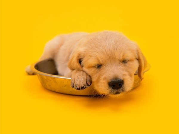 Желтый щенок