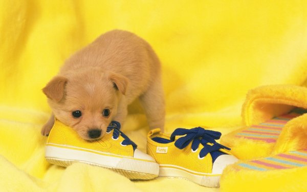 Маленькие желтые собачки