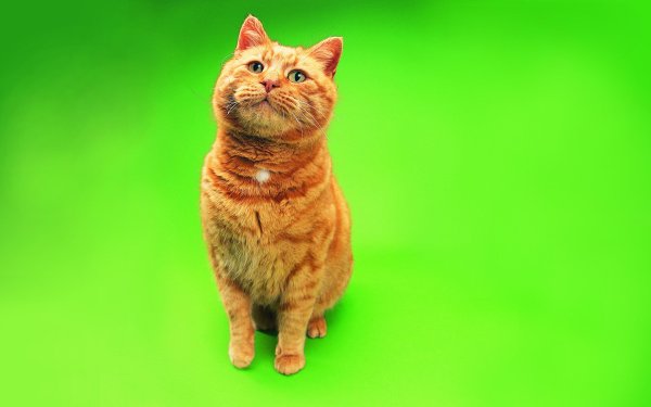 Кошка на зеленом фоне
