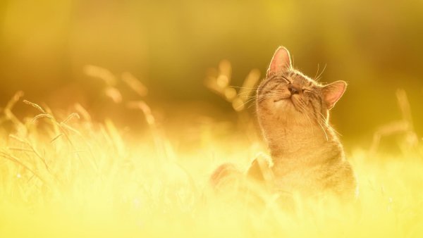 Кот в солнечных лучах