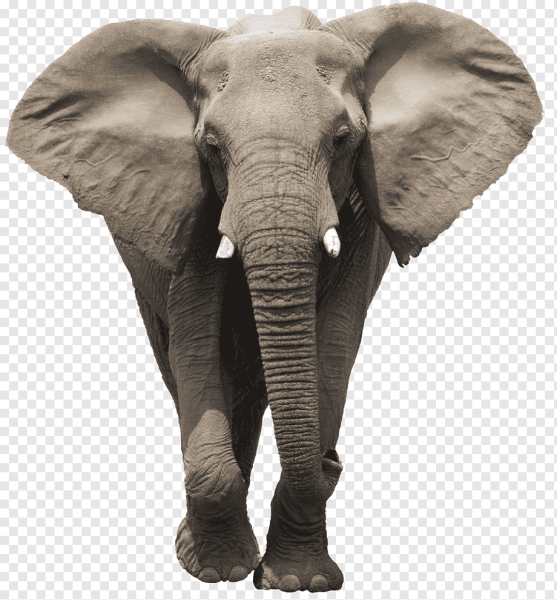Слон вид сбоку