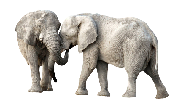 Слоненок на белом фоне