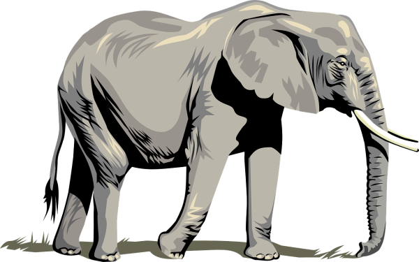 Слон на прозрачном фоне