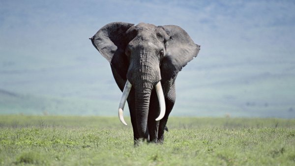 Красивый слон
