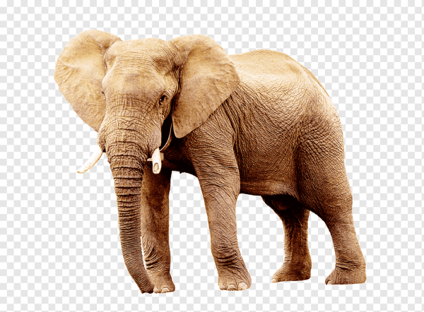 Слон на белом фоне
