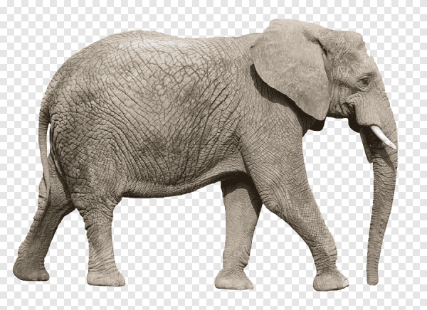 Слон в профиль
