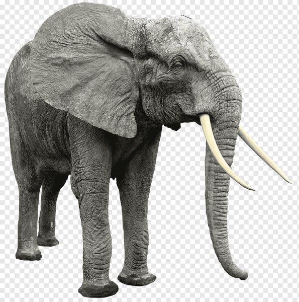 Слон без фона