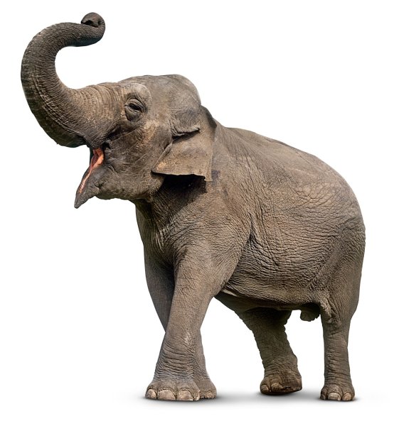 Африканский слон на белом фоне