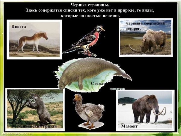Красная книга России животных чёрные страницы