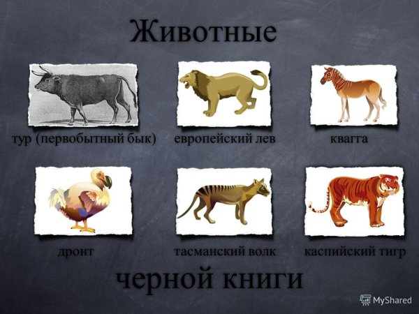 Чёрная книга вымерших животных и растений России