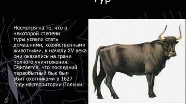 Чёрная книга вымерших животных России