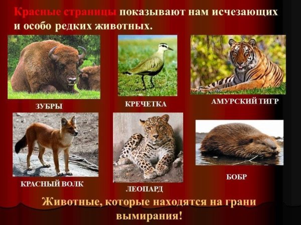 Редкие животные России занесенные в красную