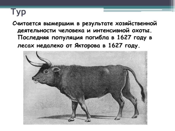 Доклад о животных из черной книги