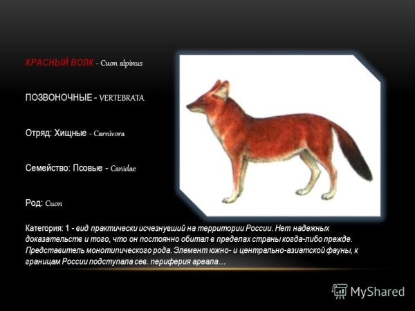 Красный волк семейство вид род семейство