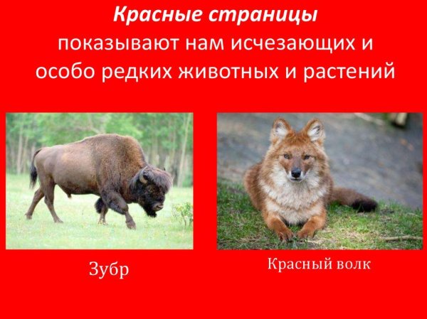 Животные из красной книги России красные страницы