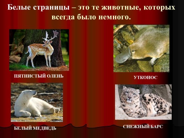 Животные и растения которые занесены в красную книгу России