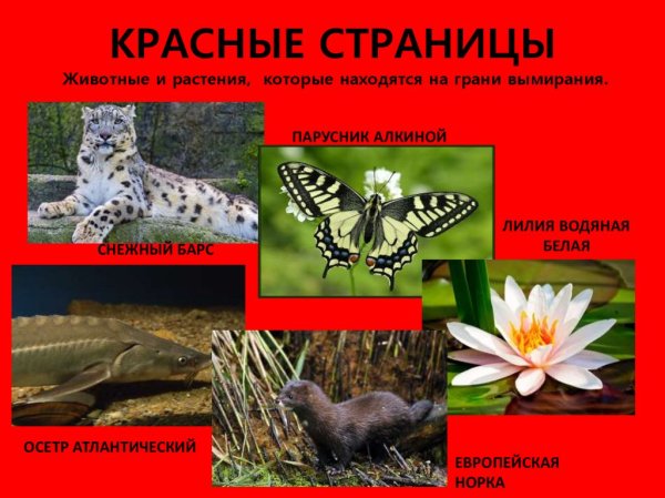 Животное красной книги России