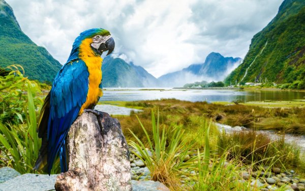 Попугай сине желтый Бразилии