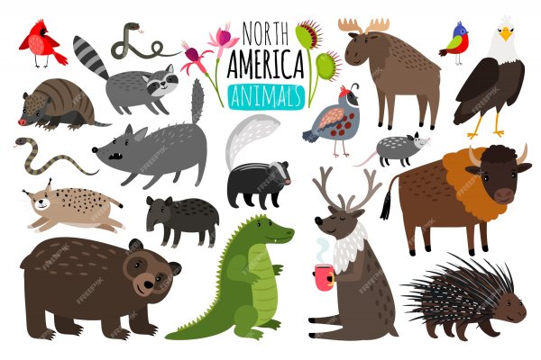 Животные Северной Америки картинки