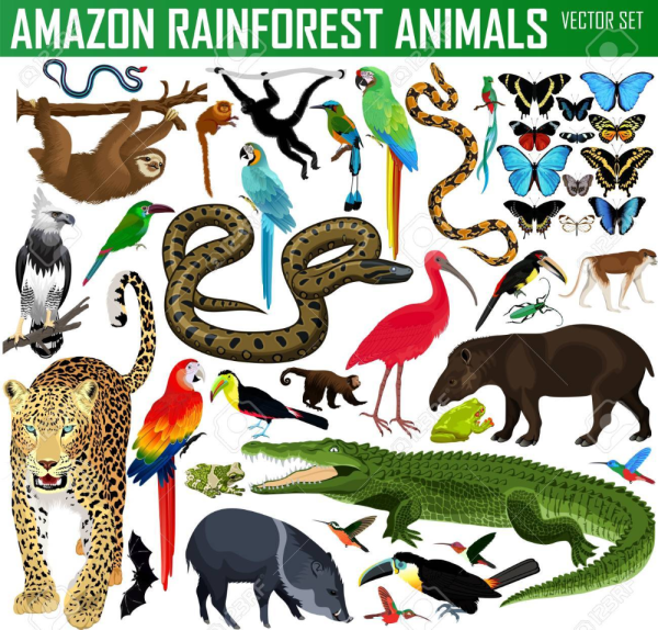 Животные джунглей для детей с названиями
