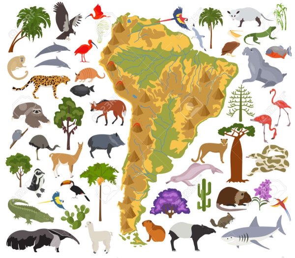 Карта Африки с животными и растениями