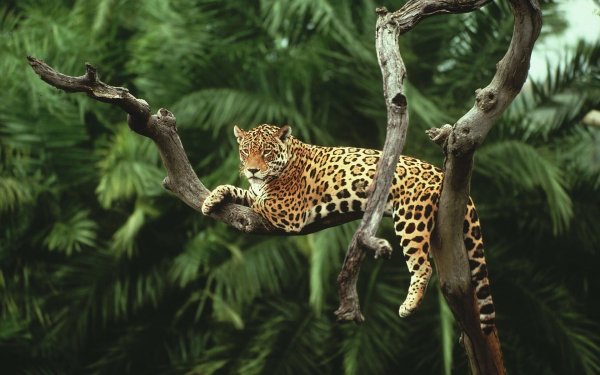 Ягуар в тропическом лесу