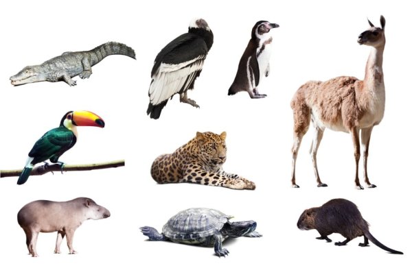 Животные распространенные в Южной Америке