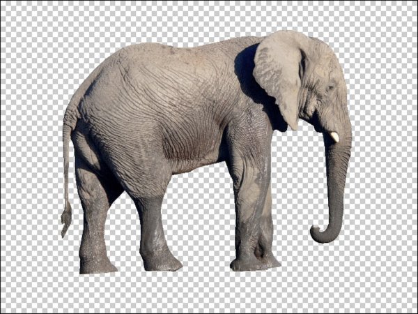 Слон в профиль