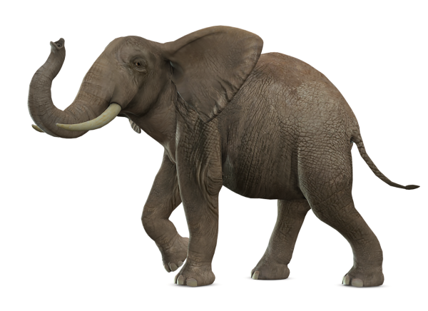 Слон клипарт на прозрачном фоне