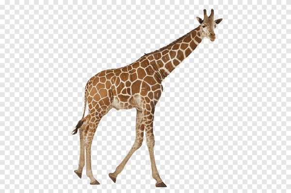 Жирафик на белом фоне