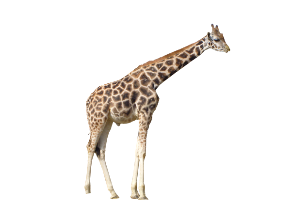 Жираф на белом фоне