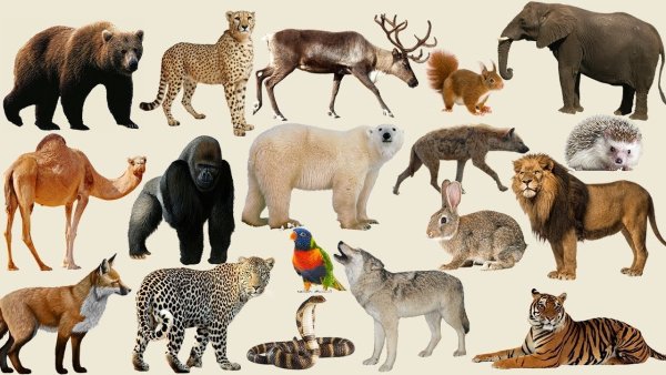 Виды диких животных