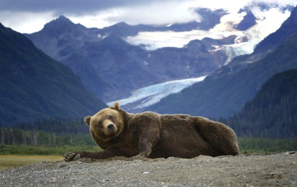 Гризли Медвежьи Аляска Хищные