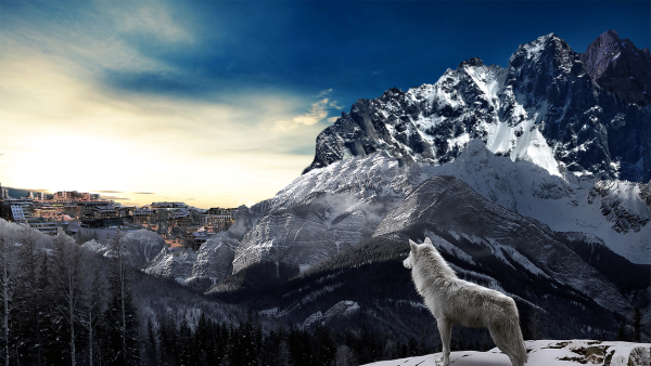 Волк в снежных горах