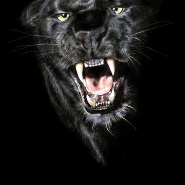 Черная пантера Ягуар