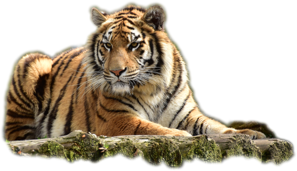 Тигр на прозрачном фоне