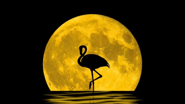 Птица на фоне Луны
