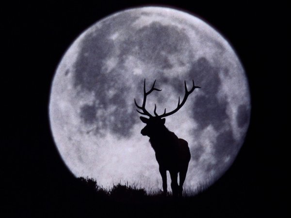 Силуэты животных на фоне Луны