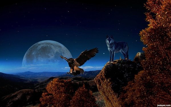 Волк орёл Луна
