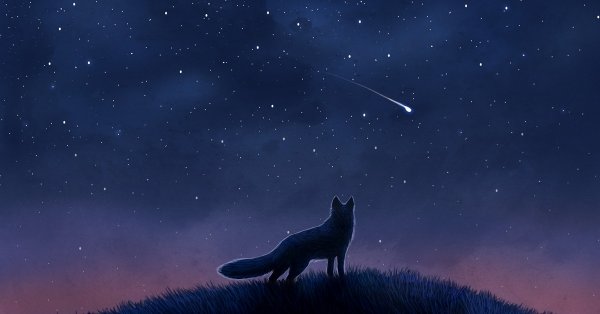 Лиса и звездное небо