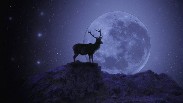 Ночь Луна животные