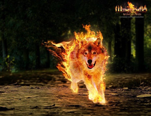 Волк в огне