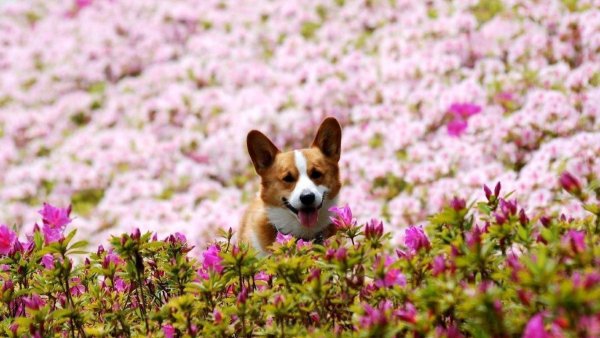 Собака корги Весна