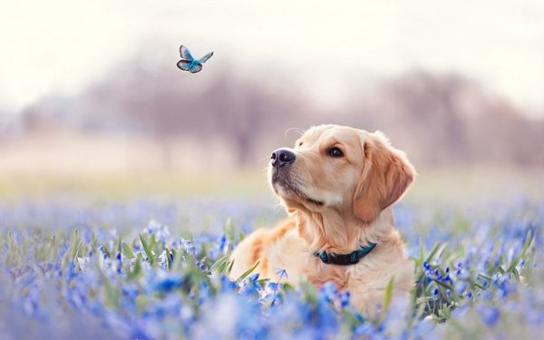 Собачка на фоне цветов