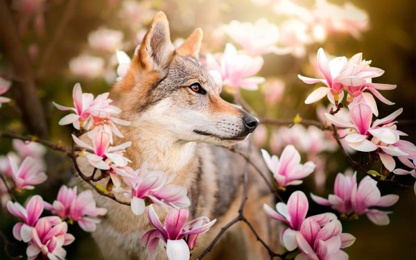 Волк Весна