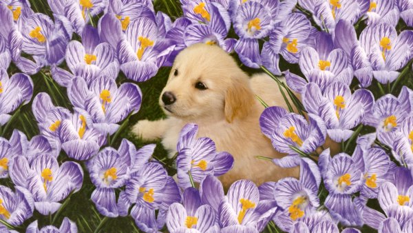 Собачка с цветами